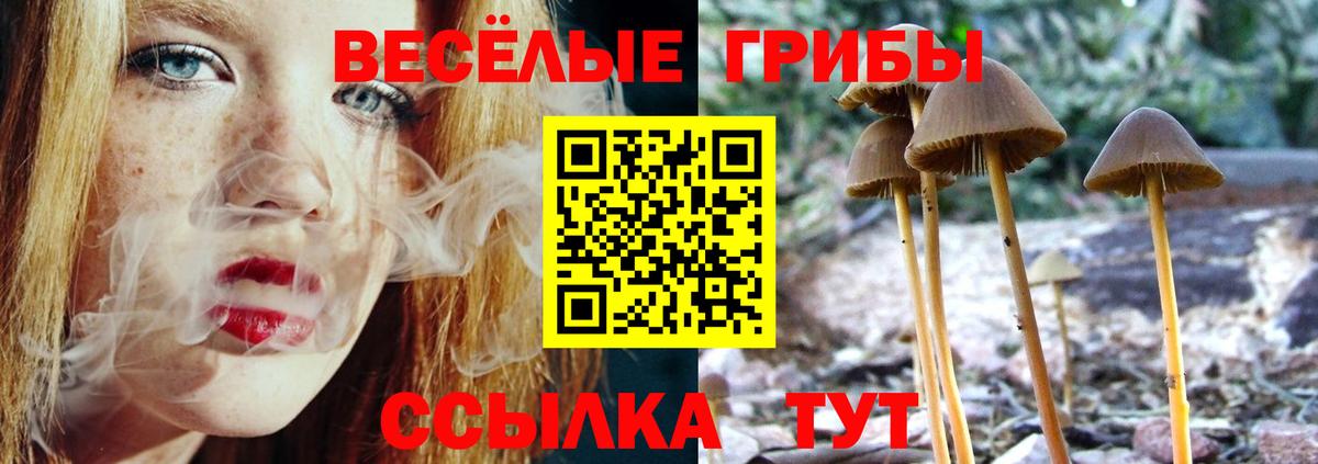 Галлюциногенные грибы Psilocybe Арзамас